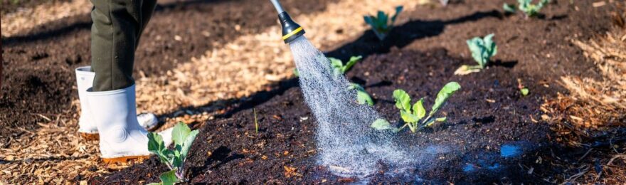 Person vattnar unga plantor i en täckt köksodling