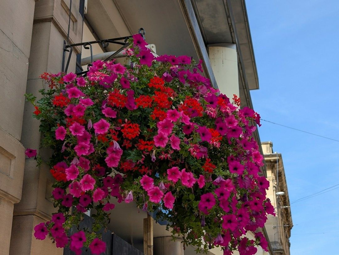 Överfull balkonglåda med rosa och röda blommor under sommaren